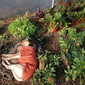 East Neuk Market Garden