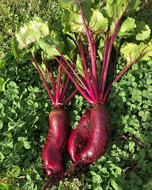 East Neuk Market Garden