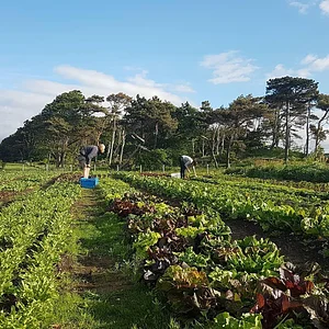 East Neuk Market Garden