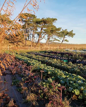 East Neuk Market Garden