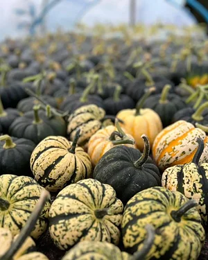 East Neuk Market Garden
