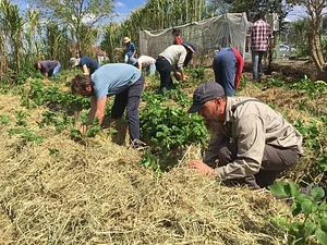 Limestone Permaculture Farm.