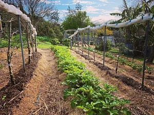 Limestone Permaculture Farm