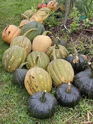 Limestone Permaculture Farm