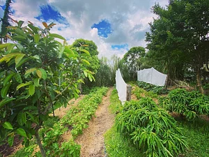 Limestone Permaculture Farm