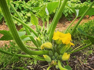 Squash Flowers