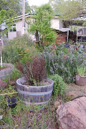Golden Rocks Permaculture Farm