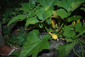 Golden Rocks Permaculture Farm