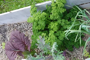 Golden Rocks Permaculture Farm