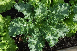 Golden Rocks Permaculture Farm