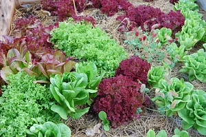 Golden Rocks Permaculture Farm