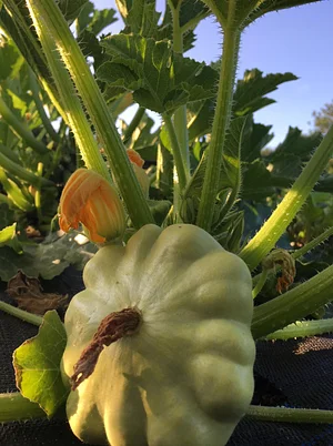 Ecological Land Cooperative Farmers