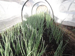 Waewae Permaculture