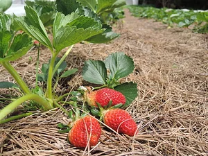Waewae Permaculture