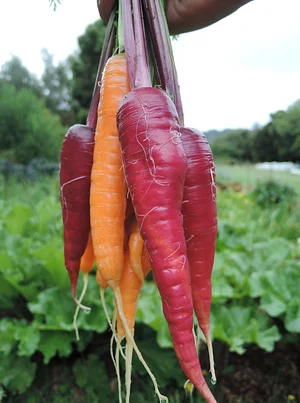 Waewae Permaculture