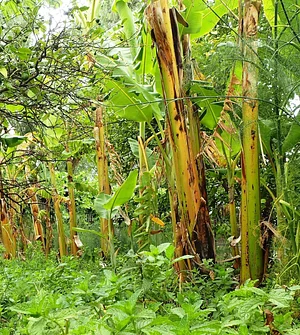 Our Agroforestry
