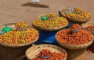 Agroforestry in The Food Forest