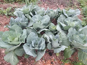 Sistema Agroflorestal da IFC 3
