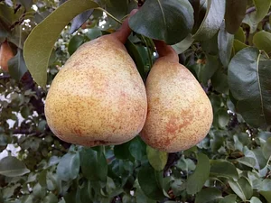 Agroforestry in The Food Forest