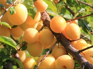 Agroforestry in The Food Forest