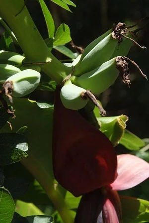 Agroforestry in The Food Forest