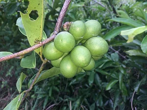 OM Kampot Permaculture Foodforest
