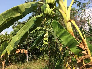 OM Kampot Permaculture Foodforest