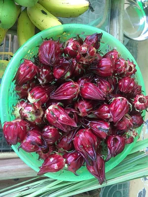OM Kampot Permaculture Foodforest