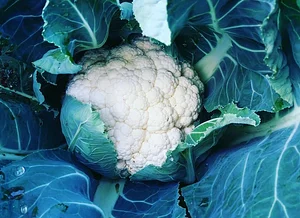 Amrit Kunja Organic Permaculture Farm