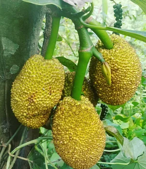 Amrit Kunja Organic Permaculture Farm