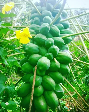 Amrit Kunja Organic Permaculture Farm
