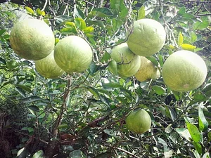 Amrit Kunja Organic Permaculture Farm