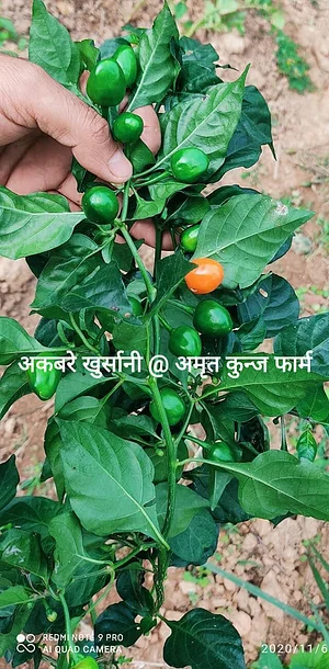 Amrit Kunja Organic Permaculture Farm