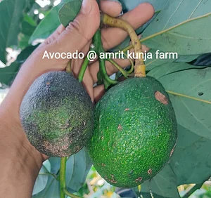 Amrit Kunja Organic Permaculture Farm