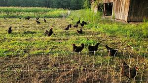 Delaterre Permaculture Farm