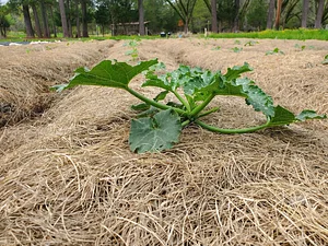 Delaterre Permaculture Farm