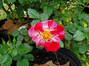 Delaterre Permaculture Farm