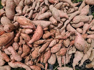 Delaterre Permaculture Farm