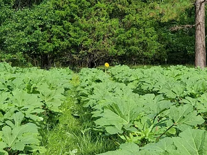 Delaterre Permaculture Farm