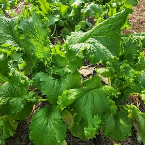 Delaterre Permaculture Farm