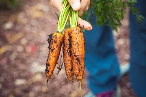 Micro-ferme en permaculture