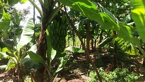 Olambo's Organic/Permaculture Farm
