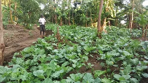 Olambo's Organic/Permaculture Farm