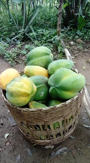 Ferme Aménopé Togo