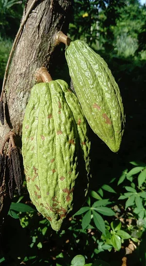 Ferme Aménopé Togo