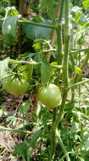 Ferme Aménopé Togo