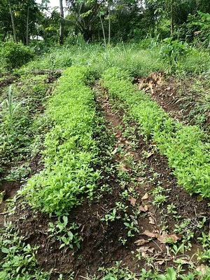 Ferme Aménopé Togo