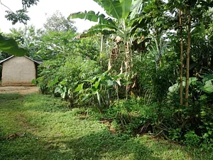 Ferme Aménopé Togo