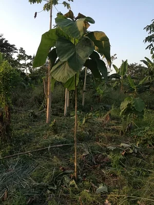 Ferme Aménopé Togo