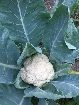 Himgiri Permaculture Farm